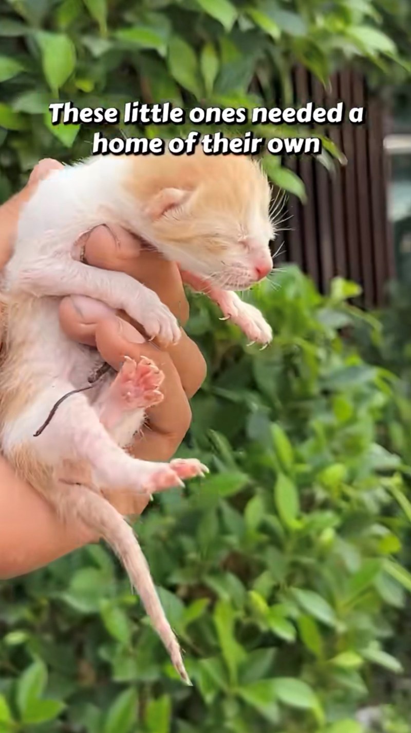 These little ones needed a home of their own