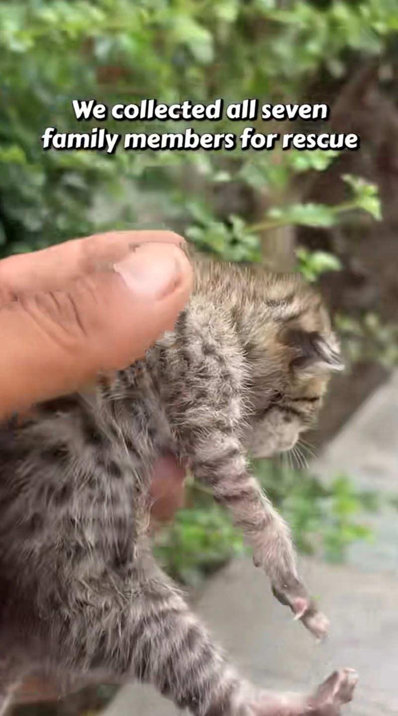 We collected all seven family members for rescue
