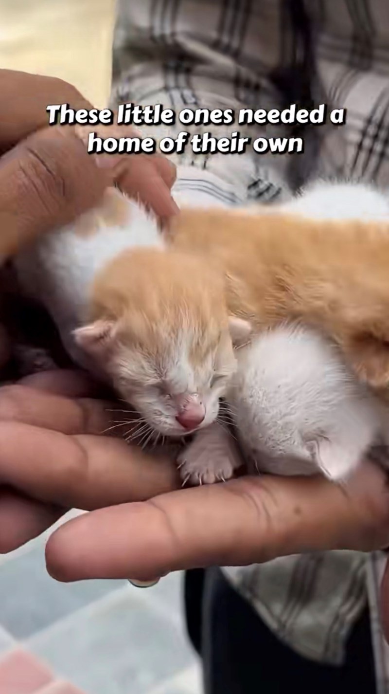 These little ones needed a home of their own