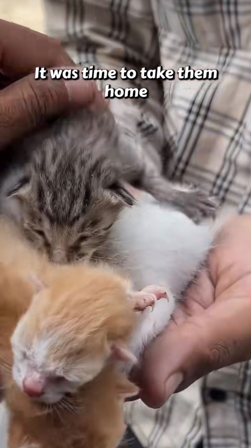 It was time to take them home