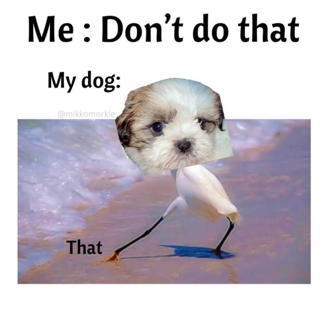 Me: Don't do that My dog: @mikkomorkie That