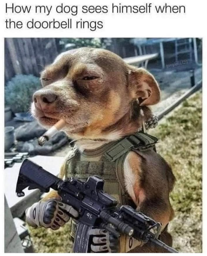 How my dog sees himself when the doorbell rings 96 googlem 420