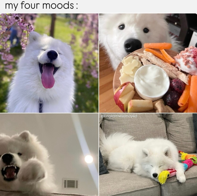 my four moods: kingkaithesamoyed