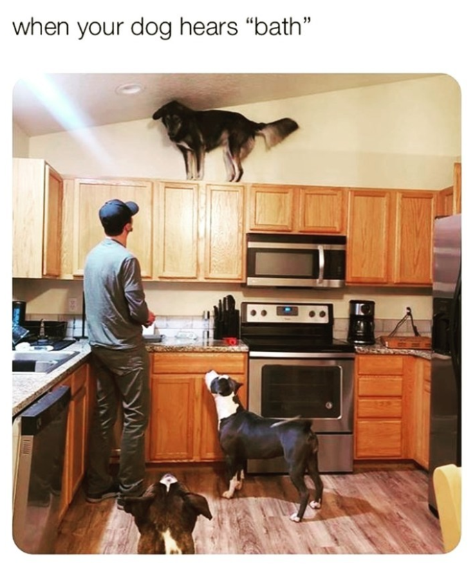 when your dog hears "bath"