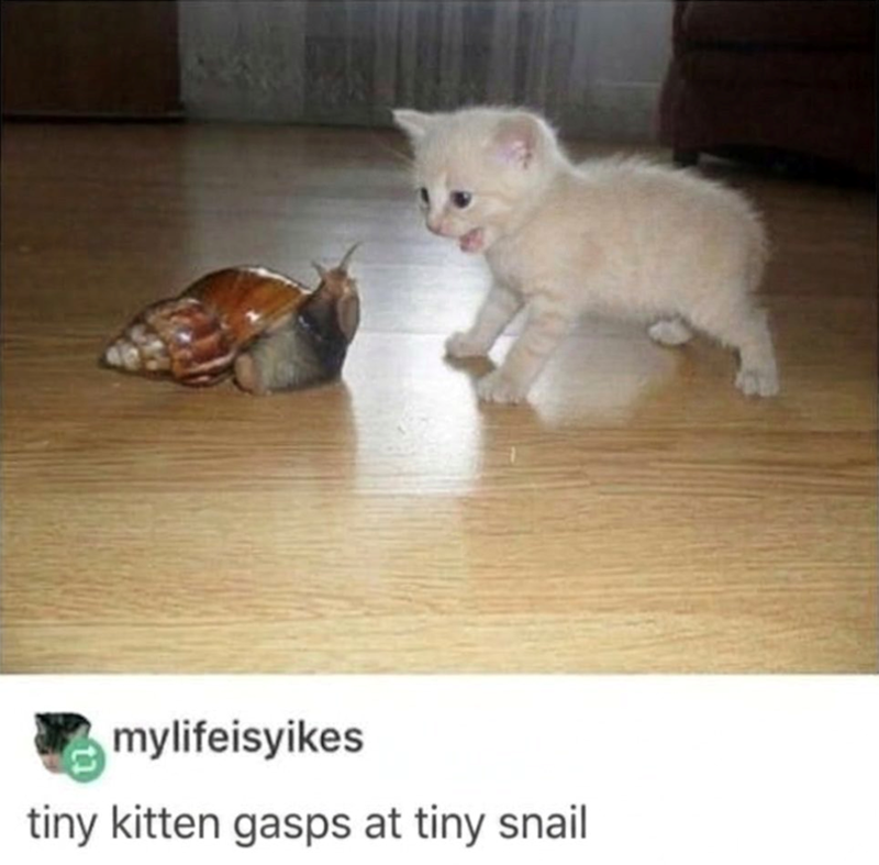 mylifeisyikes tiny kitten gasps at tiny snail