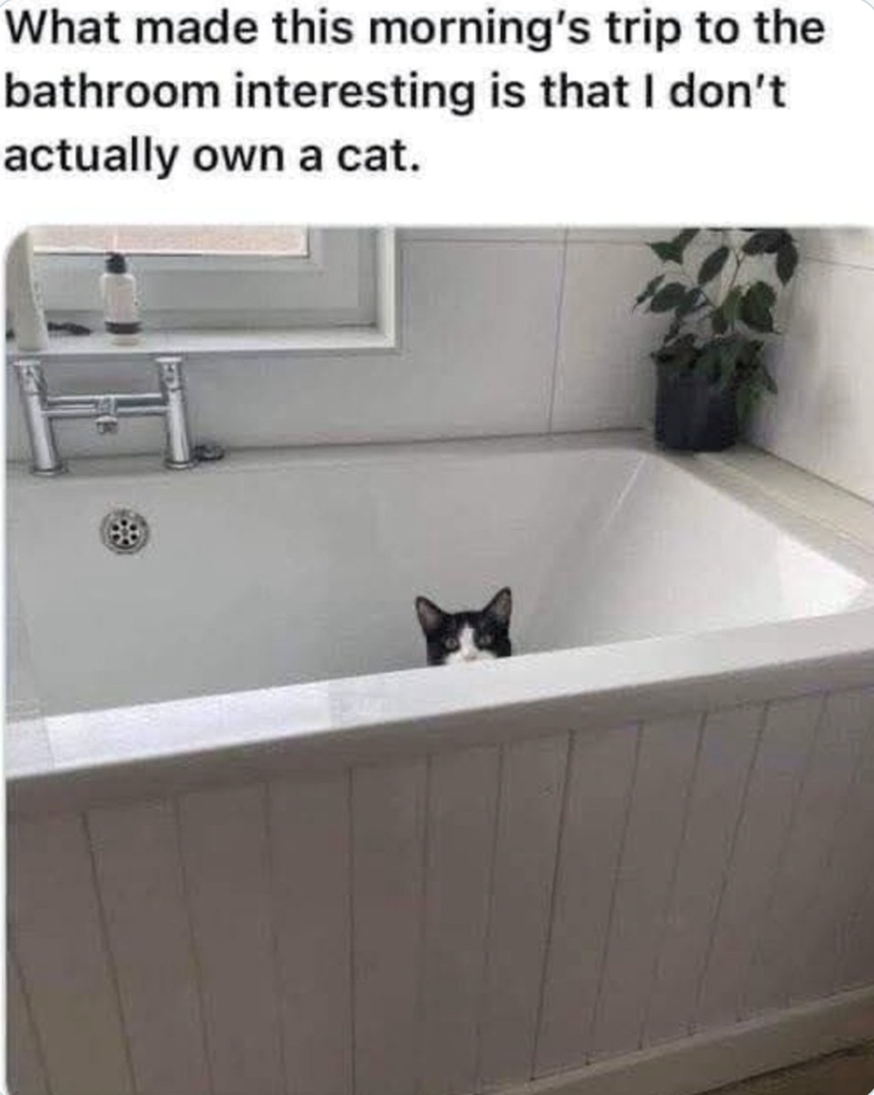 What made this morning's trip to the bathroom interesting is that I don't actually own a cat.