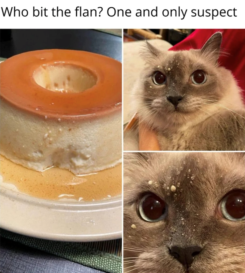 Who bit the flan? One and only suspect