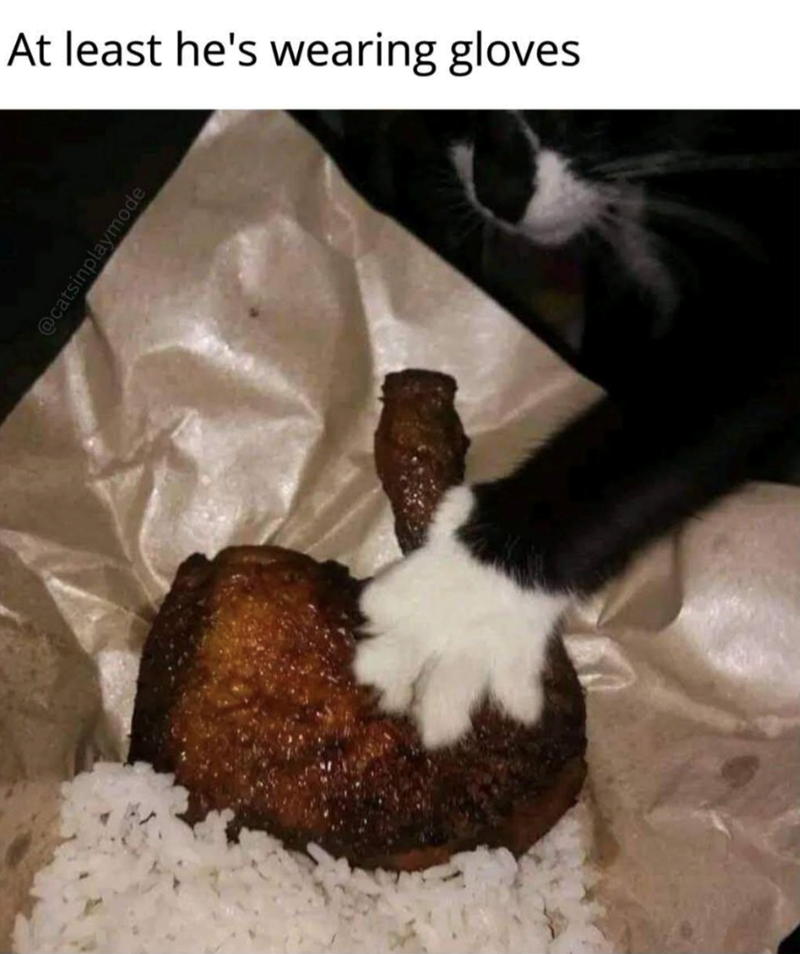 At least he's wearing gloves. @catsinplaymode