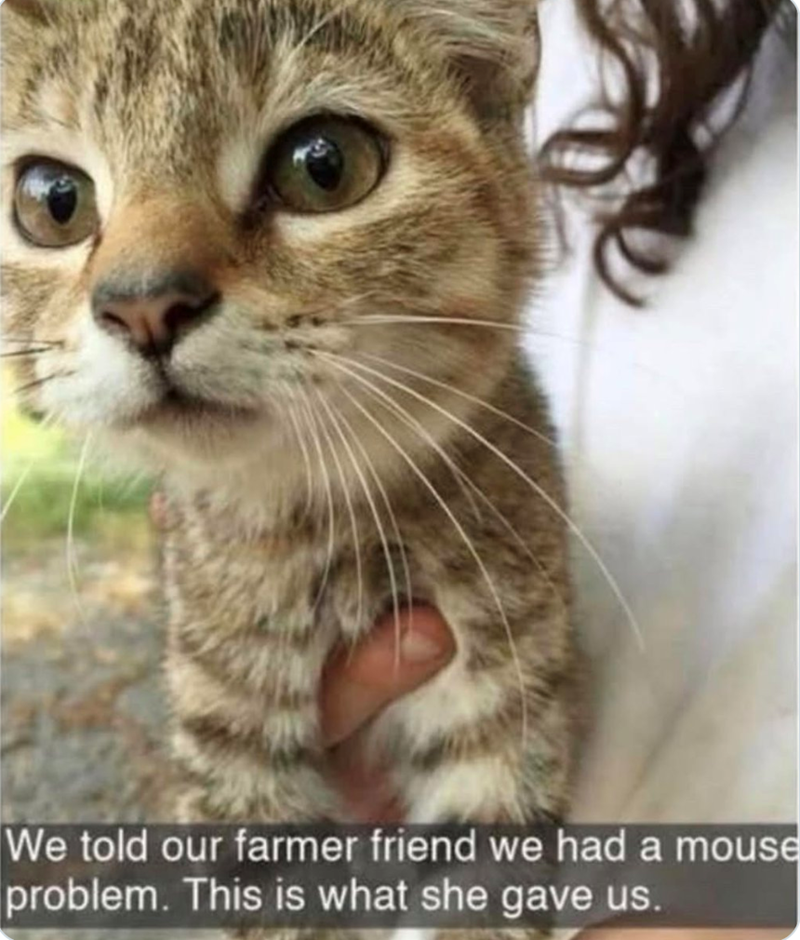 We told our farmer friend we had a mouse problem. This is what she gave us.