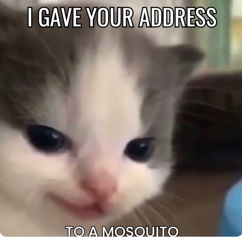 I GAVE YOUR ADDRESS TO A MOSQUITO