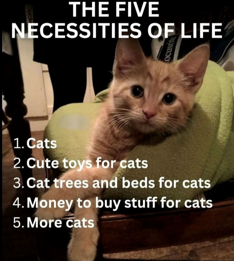 THE FIVE NECESSITIES OF LIFE ocusri 1. Cats 2. Cute toys for cats 3. Cat trees and beds for cats 4. Money to buy stuff for cats 5. More cats