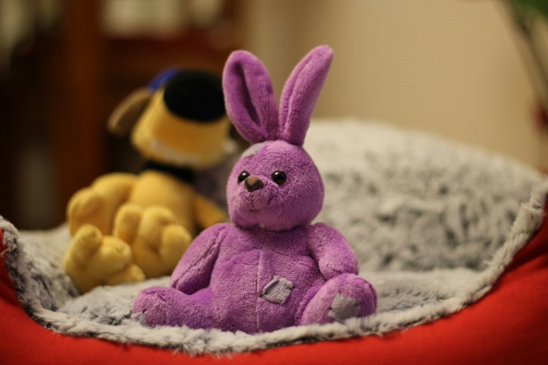 A stuffed rabbit toy, the prized possession of the couple's 5-year-old daughter.