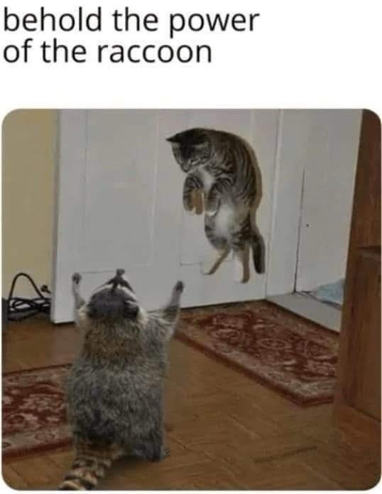 behold the power of the raccoon