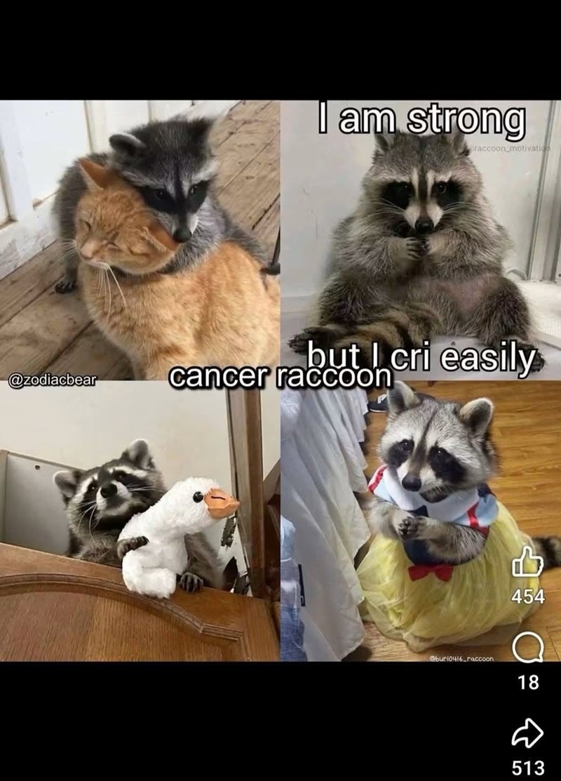 I am strong raccoon motivation but I cri easily @zodiacbear cancer raccoon 454 @buri0416_raccoon 18 513