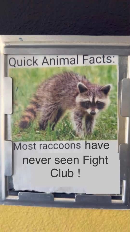 Quick Animal Facts: Most raccoons have never seen Fight Club!