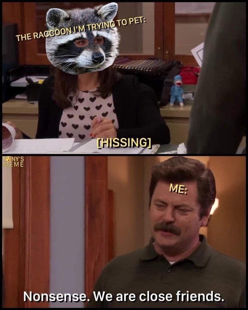THE RACCOON I'M TRYING TO PET: TONY'S MEME THISSING] ME: Nonsense. We are close friends.