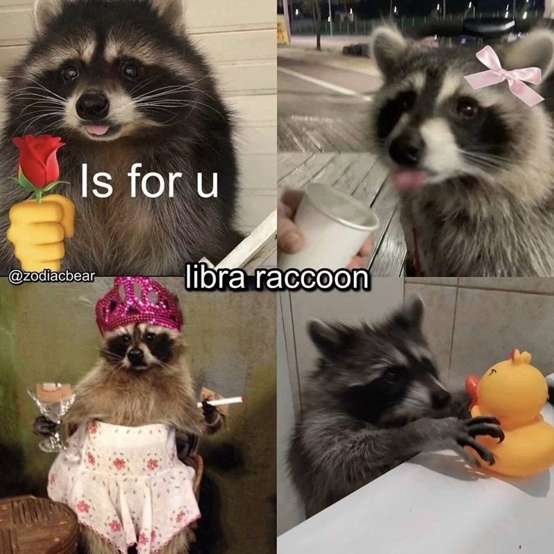 Is for u @zodiacbear libra raccoon