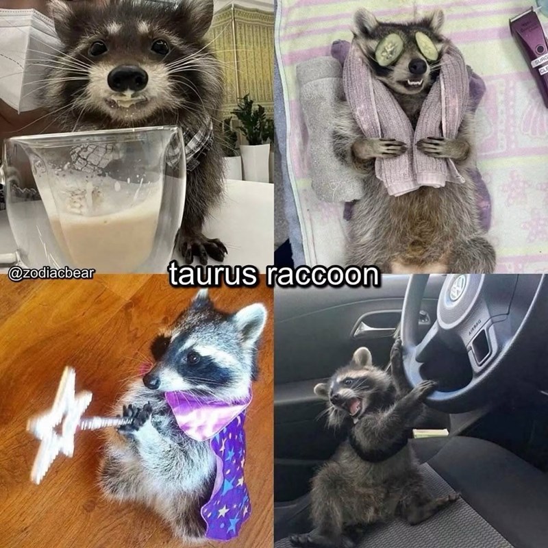 @zodiacbear taurus raccoon SURG