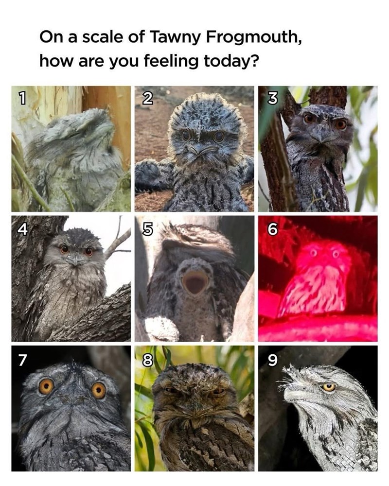 1 On a scale of Tawny Frogmouth, how are you feeling today? 2 3 4 5 7 8 00 6O 9