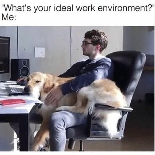 "What's your ideal work environment?" Me: