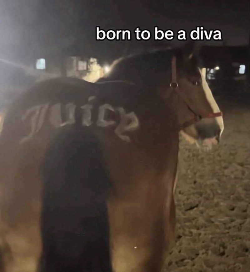 born to be a diva Juice