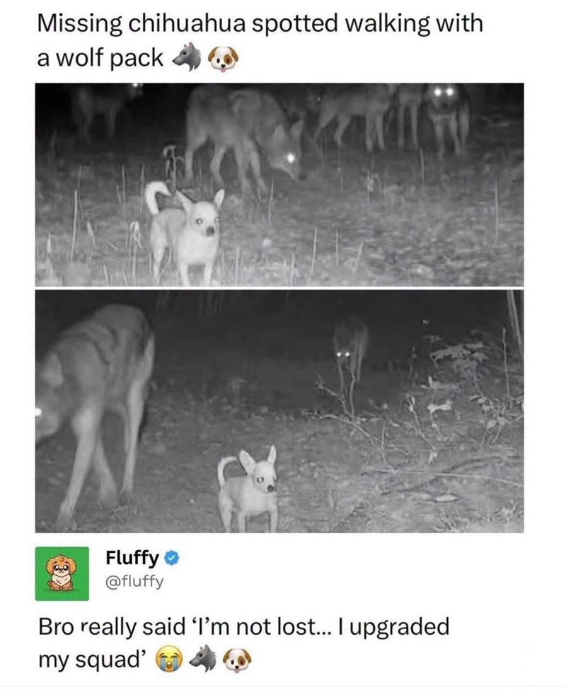 Missing chihuahua spotted walking with a wolf pack Fluffy @fluffy Bro really said 'I'm not lost... I upgraded my squad'
