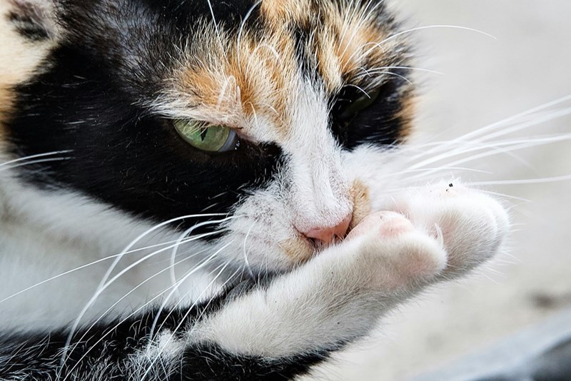 cat licking its paws