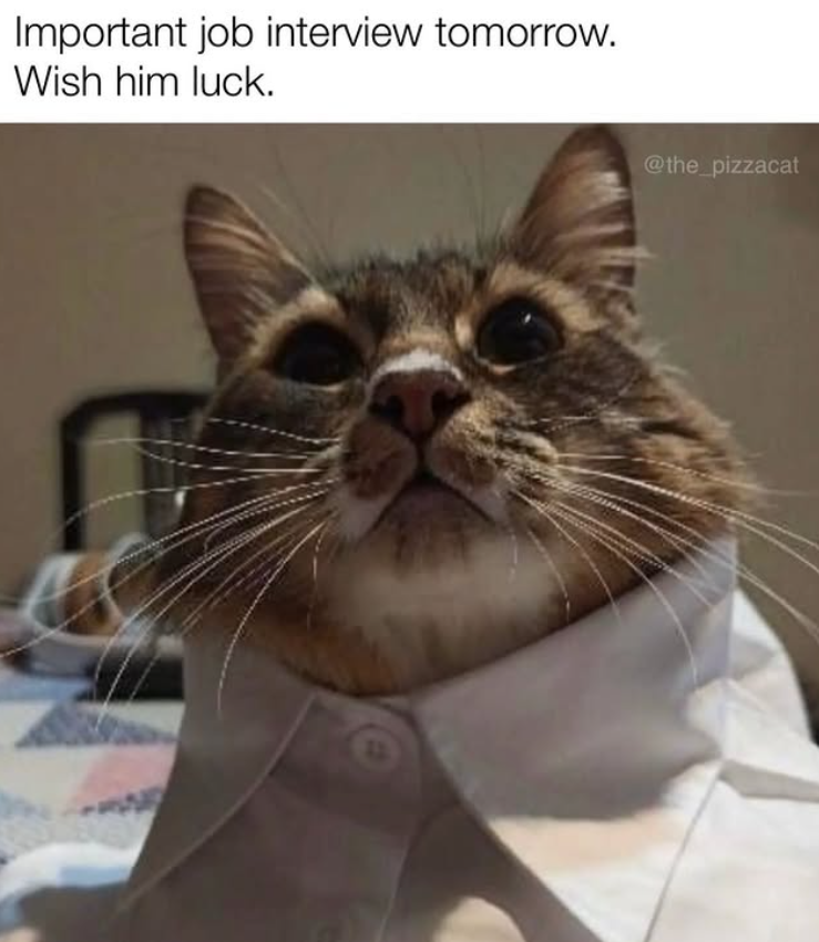 Important job interview tomorrow. Wish him luck. @the_pizzacat