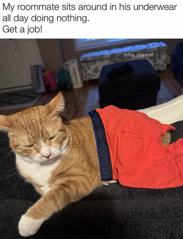 My roommate sits around in his underwear all day doing nothing. Get a job! MI @the_pizzacat RUIT RELOOMFRUIT