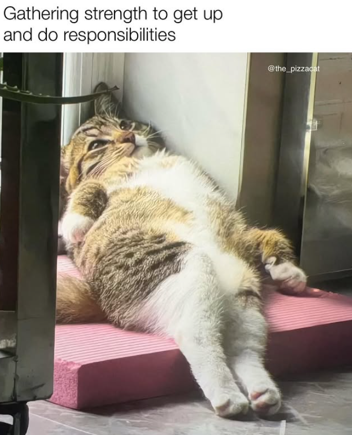 Gathering strength to get up and do responsibilities @the_pizzacat