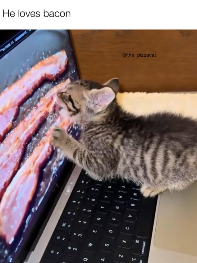 •> b 11 " S 2 3 Q W E R A S He loves bacon D F N X C V N command @the_pizzacat