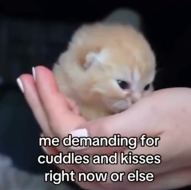 me demanding for cuddles and kisses right now or else