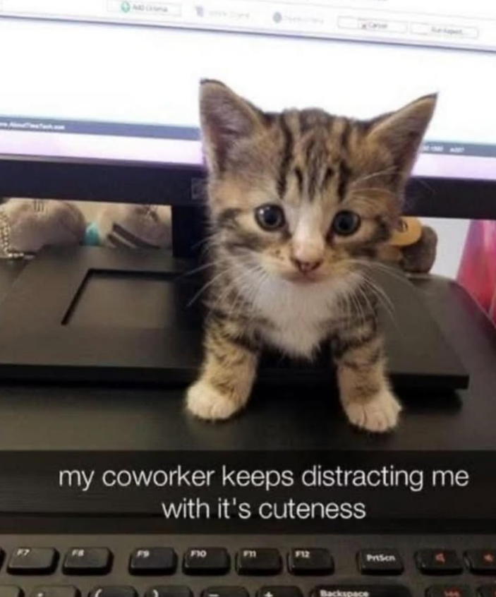 my coworker keeps distracting me with it's cuteness F10 F12 Backspace Prison