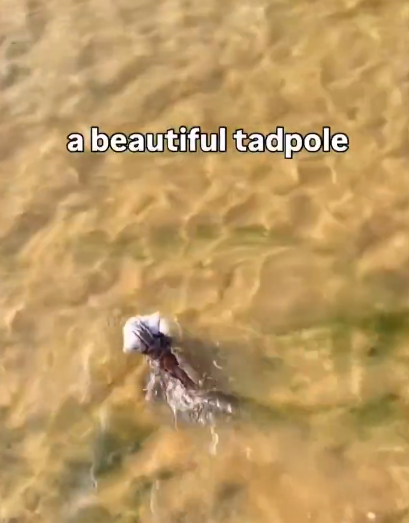 a beautiful tadpole