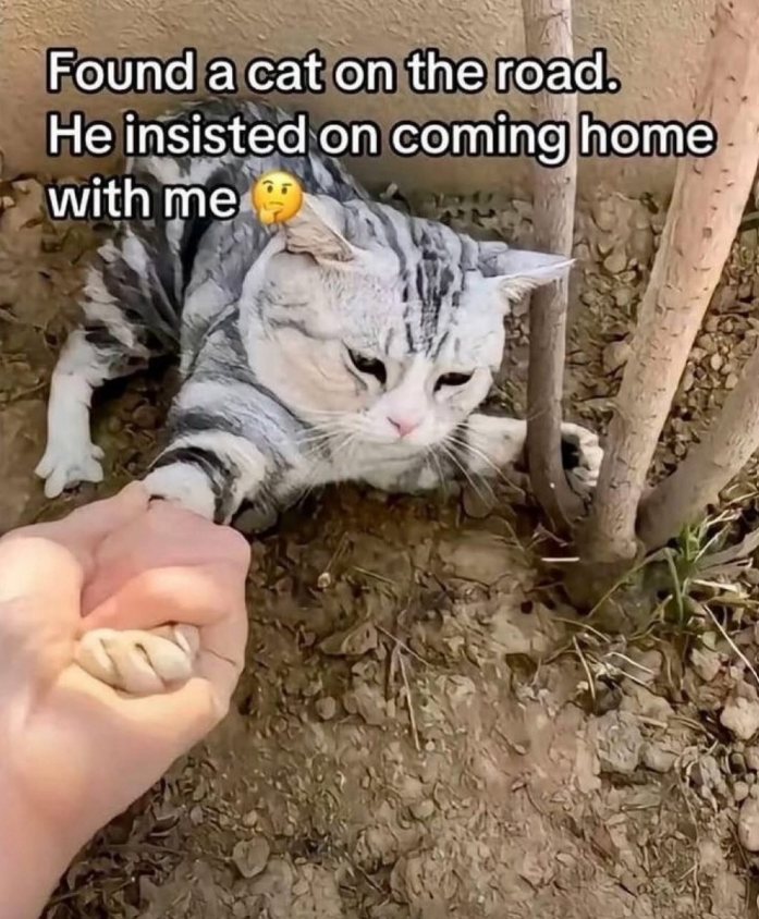 Found a cat on the road. He insisted on coming home with me