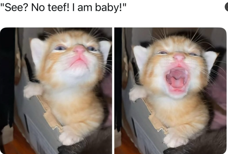 "See? No teef! I am baby!"