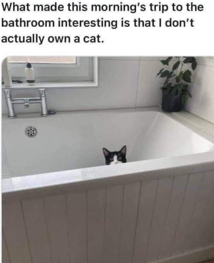 What made this morning's trip to the bathroom interesting is that I don't actually own a cat.