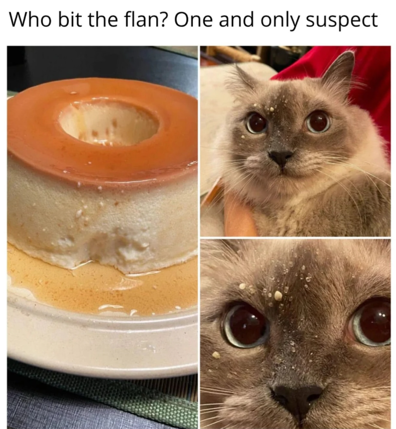 Who bit the flan? One and only suspect