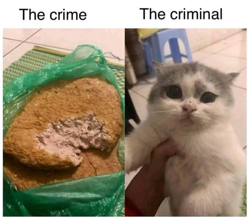 The crime The criminal