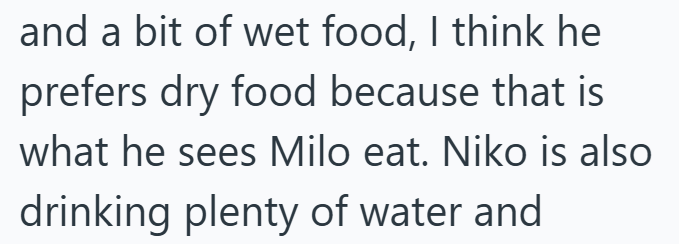 and a bit of wet food, I think he prefers dry food because that is what he sees Milo eat. Niko is also drinking plenty of water and