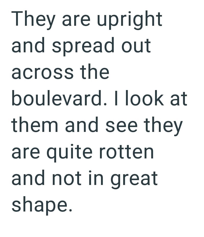 They are upright and spread out across the boulevard. I look at them and see they are quite rotten and not in great shape.