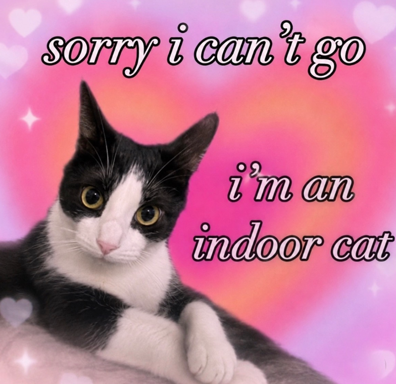 sorry i can't go i'm an indoor cat
