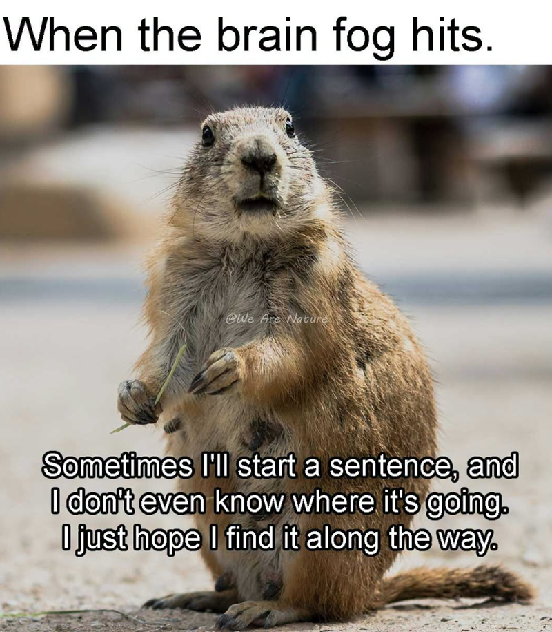When the brain fog hits. @We Are Nature Sometimes I'll start a sentence, and I don't even know where it's going. I just hope I find it along the way.