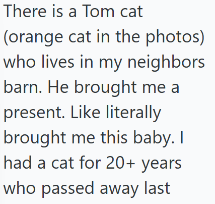 There is a Tom cat (orange cat in the photos) who lives in my neighbors barn. He brought me a present. Like literally brought me this baby. I had a cat for 20+ years who passed away last