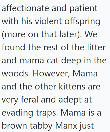affectionate and patient with his violent offspring (more on that later). We found the rest of the litter and mama cat deep in the woods. However, Mama and the other kittens are very feral and adept at evading traps. Mama is a brown tabby Manx just