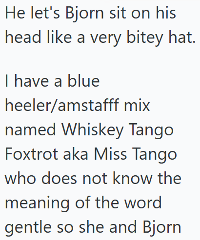 He let's Bjorn sit on his head like a very bitey hat. I have a blue heeler/amstafff mix named Whiskey Tango Foxtrot aka Miss Tango who does not know the meaning of the word gentle so she and Bjorn
