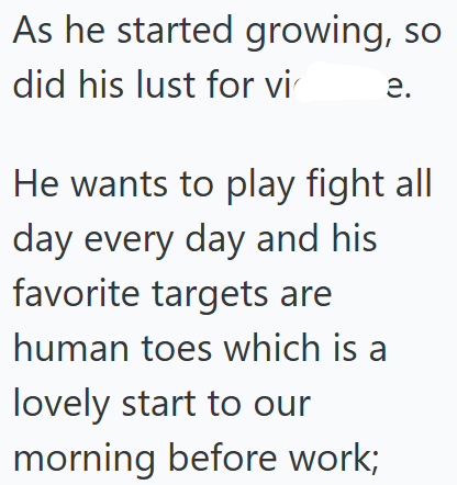 As he started growing, so did his lust for vi e. He wants to play fight all day every day and his favorite targets are human toes which is a lovely start to our morning before work;