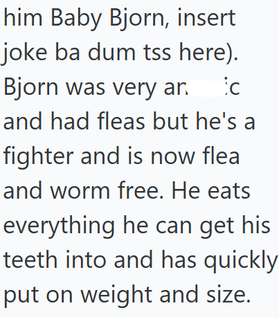 him Baby Bjorn, insert joke ba dum tss here). Bjorn was very ar. ic and had fleas but he's a fighter and is now flea and worm free. He eats everything he can get his teeth into and has quickly put on weight and size.