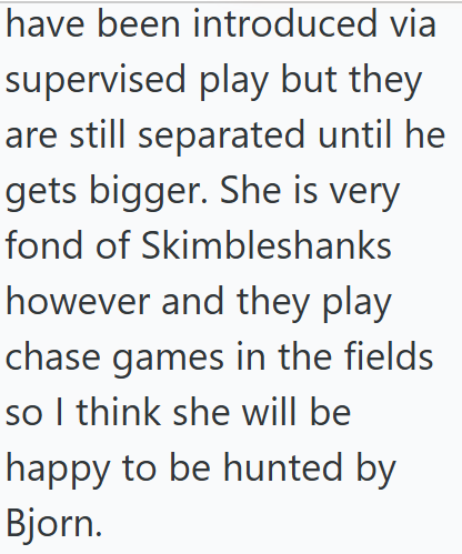 have been introduced via supervised play but they are still separated until he gets bigger. She is very fond of Skimbleshanks however and they play chase games in the fields so I think she will be happy to be hunted by Bjorn.