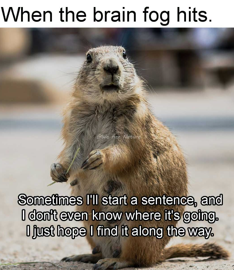 When the brain fog hits. @We Are Nature Sometimes I'll start a sentence, and I don't even know where it's going. I just hope I find it along the way.
